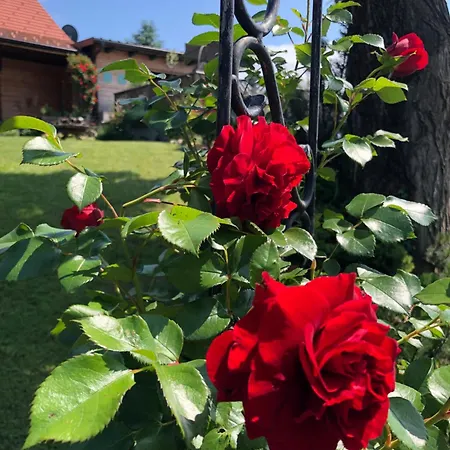 홈스테이 Weingut & Gaestezimmer Weissenbacher 게믈리츠